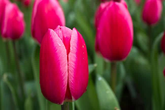 Perfect Pink Tulip