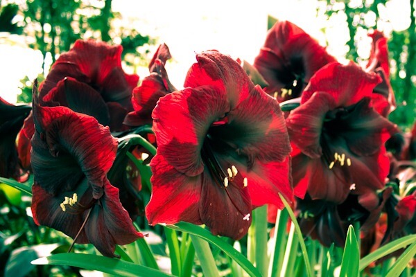 Large flowered hippeastrums