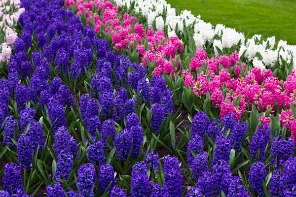 Beautifully scented hyacinths