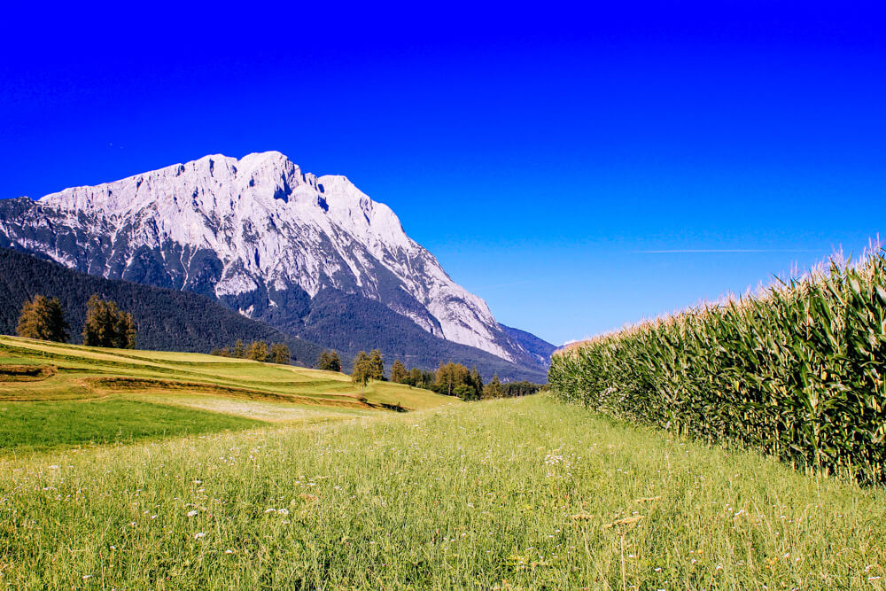 Austrian Corn Fields