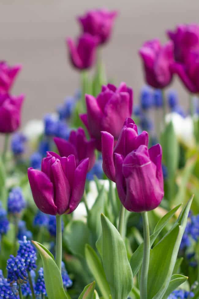 Tulips at Keukenhof in the Netherlands