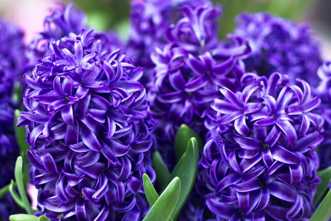 Bright Purple Hyacinths