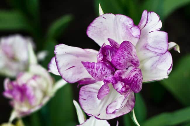 Soft Purple and White Tulip