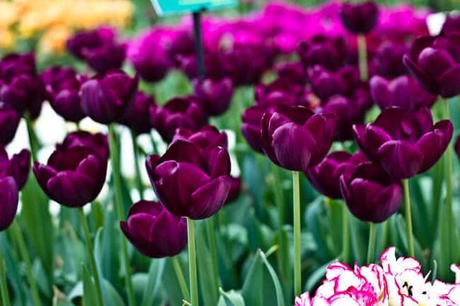 Deep Purple or Black Tulips
