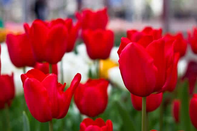 Pure Red Tulips