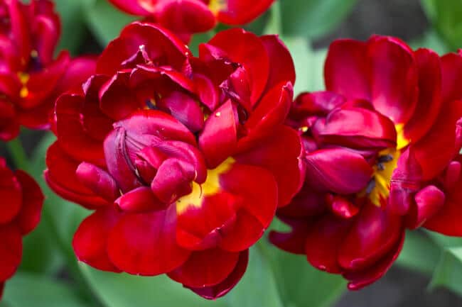 Deep Red Double Tulips