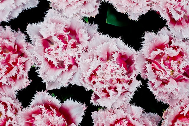 Pink Frilly Tulips