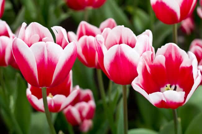 Pink and White Tall Tulips