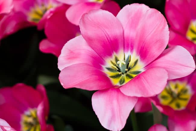 Open Yellow Centred Pink Tulip