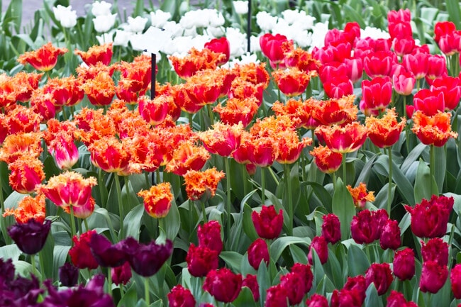 Keukenhof Tulip Garden Bed