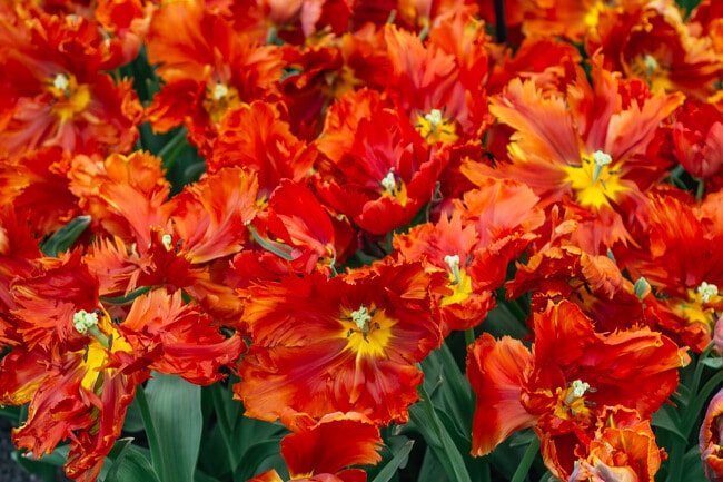 Orange Ruffled Tulips
