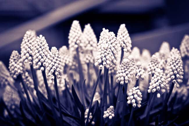 White Grape Hyacinths