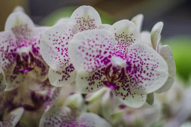 Keukenhof Pink Spotted Orchid