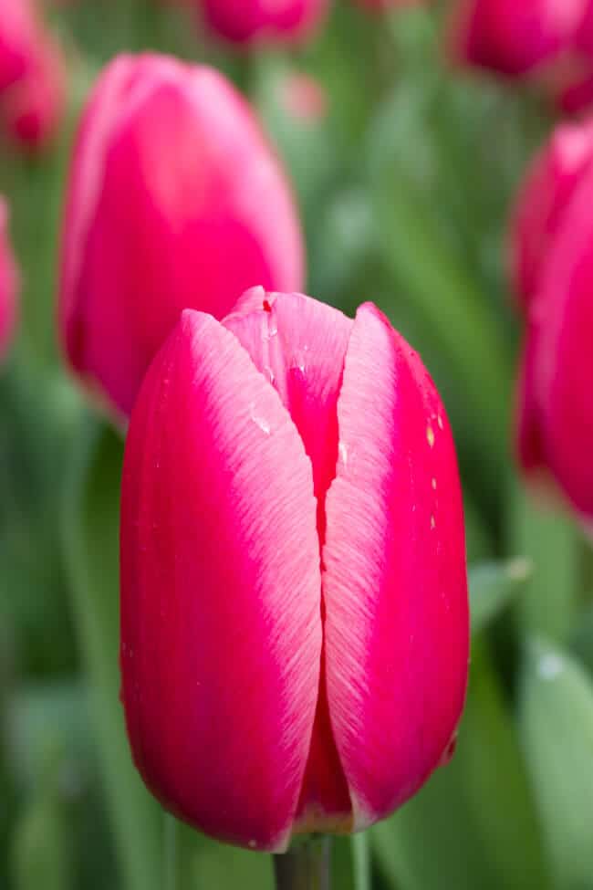 Keukenhof Pink Tulip