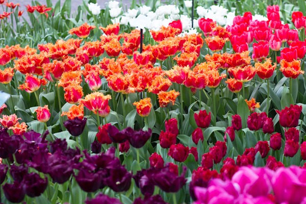 Keukenhof Tulip Festival