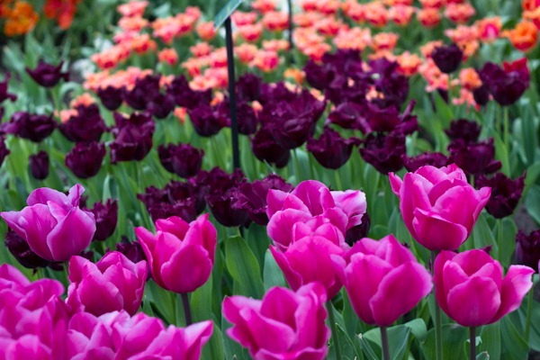 Keukenhof Tulip Pavilion