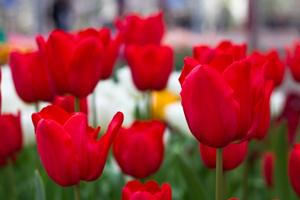 Vibrant Red Tulips