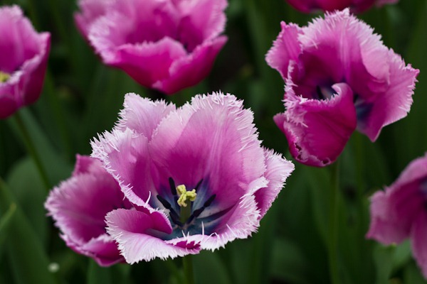 The Prettiest Tulip at Keukenhof