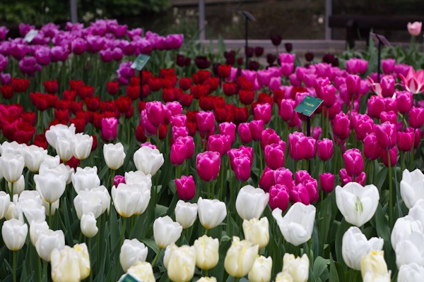 Unlimited Tulips