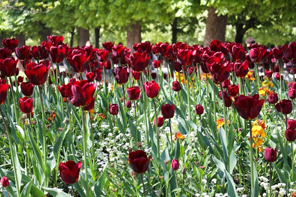 Tulips at the Jardin du Luxembourg in Paris