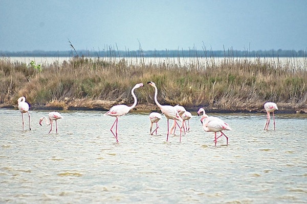 Montpellier's Flamingos