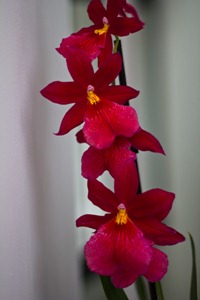Pink orchids at Keukenhof