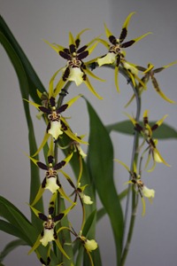 Spider-like orchid at Keukenhof in the Netherlands
