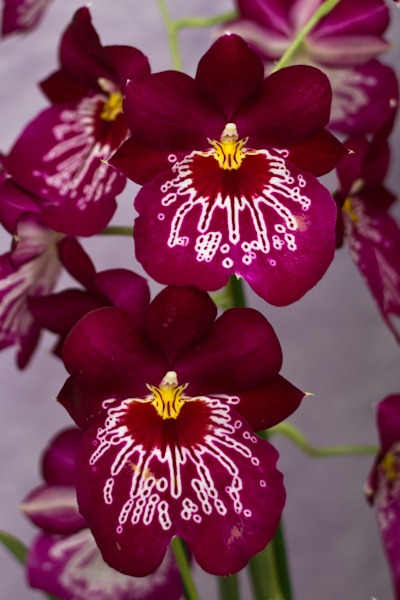 My Favourite Orchid at Keukenhof