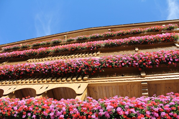 Pink Geraniums Austria