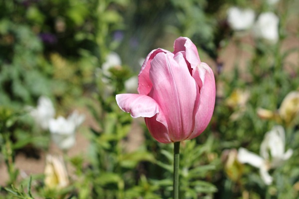 Pink Tulip Parc de Bagatelle