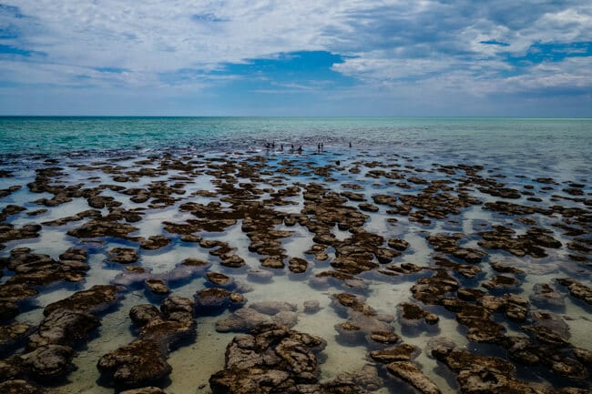 Stromatolites at Hamlin Bay