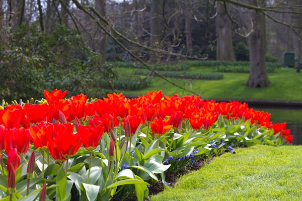 Pretty Tulip Garden