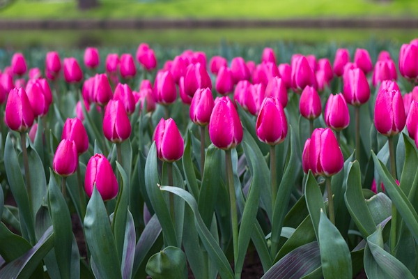 Pretty in Pink - Keukenhof Tulips