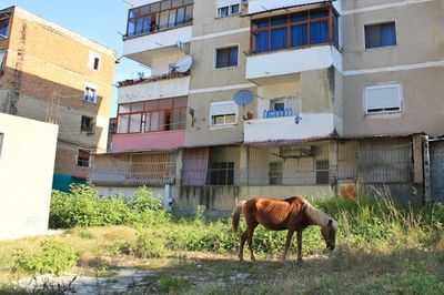 Children on the Streets of Albania Tag image