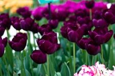 Keukenhof Tulip Festival Tag image