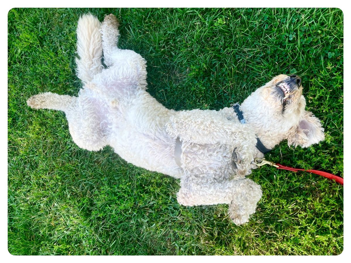 a white dog rolling in the grass