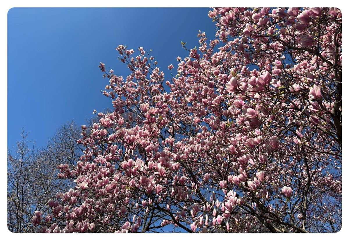 a cherry tree in bloom