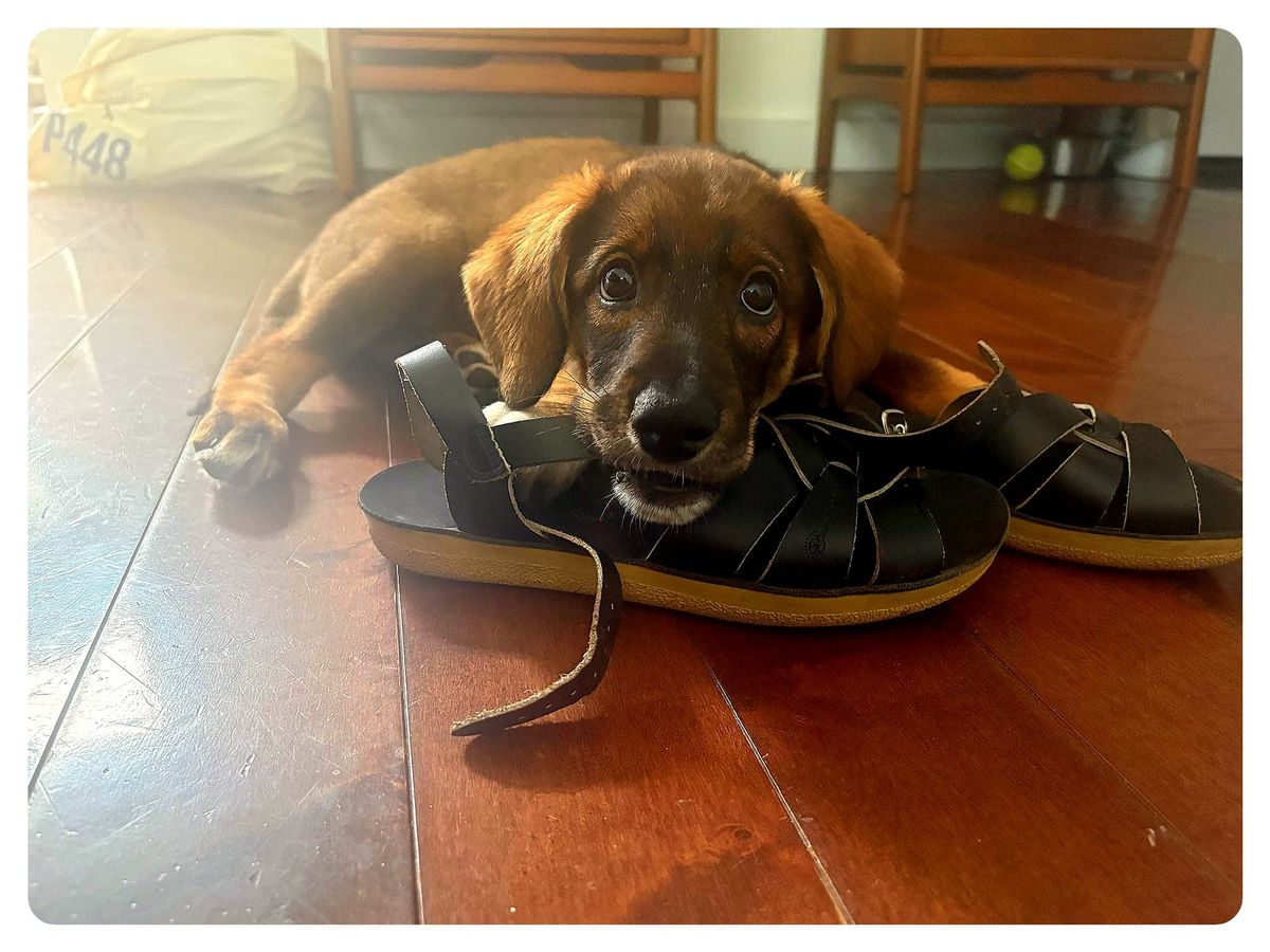 About Grief and Foster Puppies