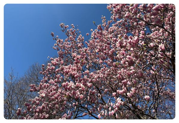 a cherry tree in bloom