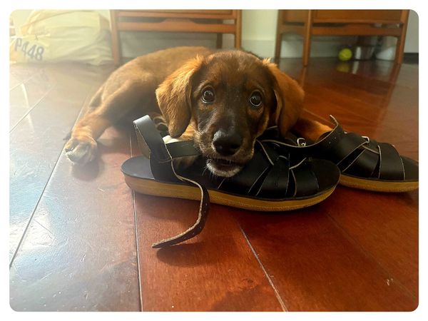 About Grief and Foster Puppies