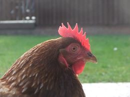 Why Trump always chickens out