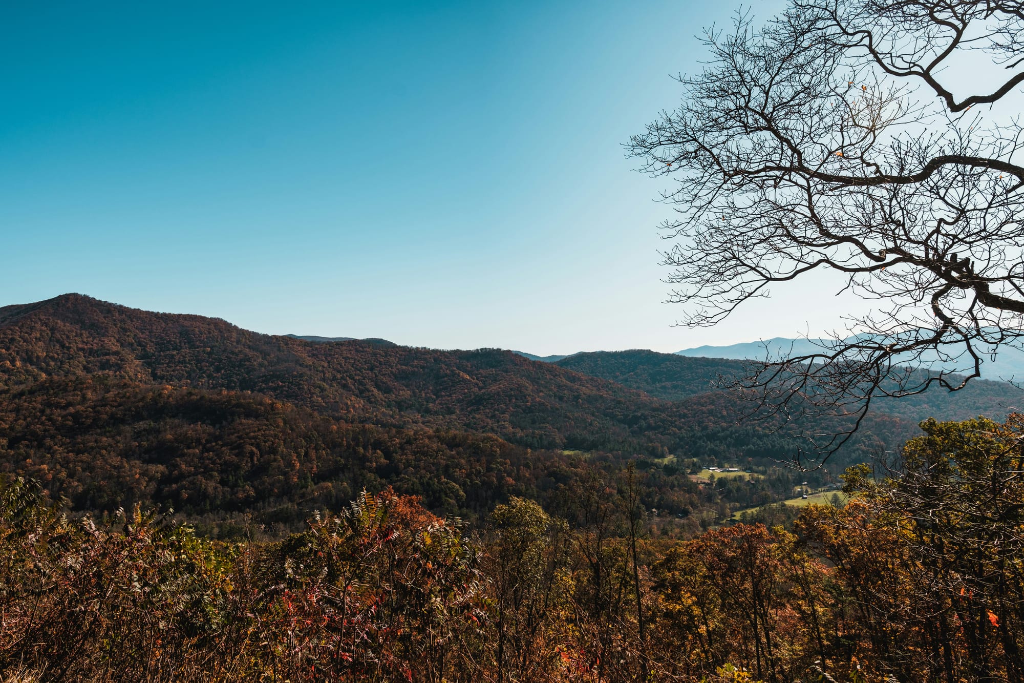 Gorgeous Blue Ridge Mountains shot with blue sky above and bare tree in the foreground
