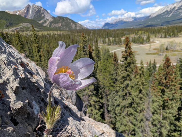 Alex Returns to Canada & A Little Flower