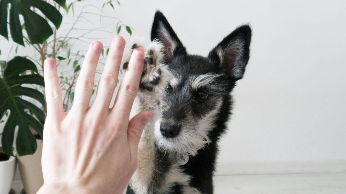 Photo of a hooman getting high-fived by a small dog. Awwwwh.