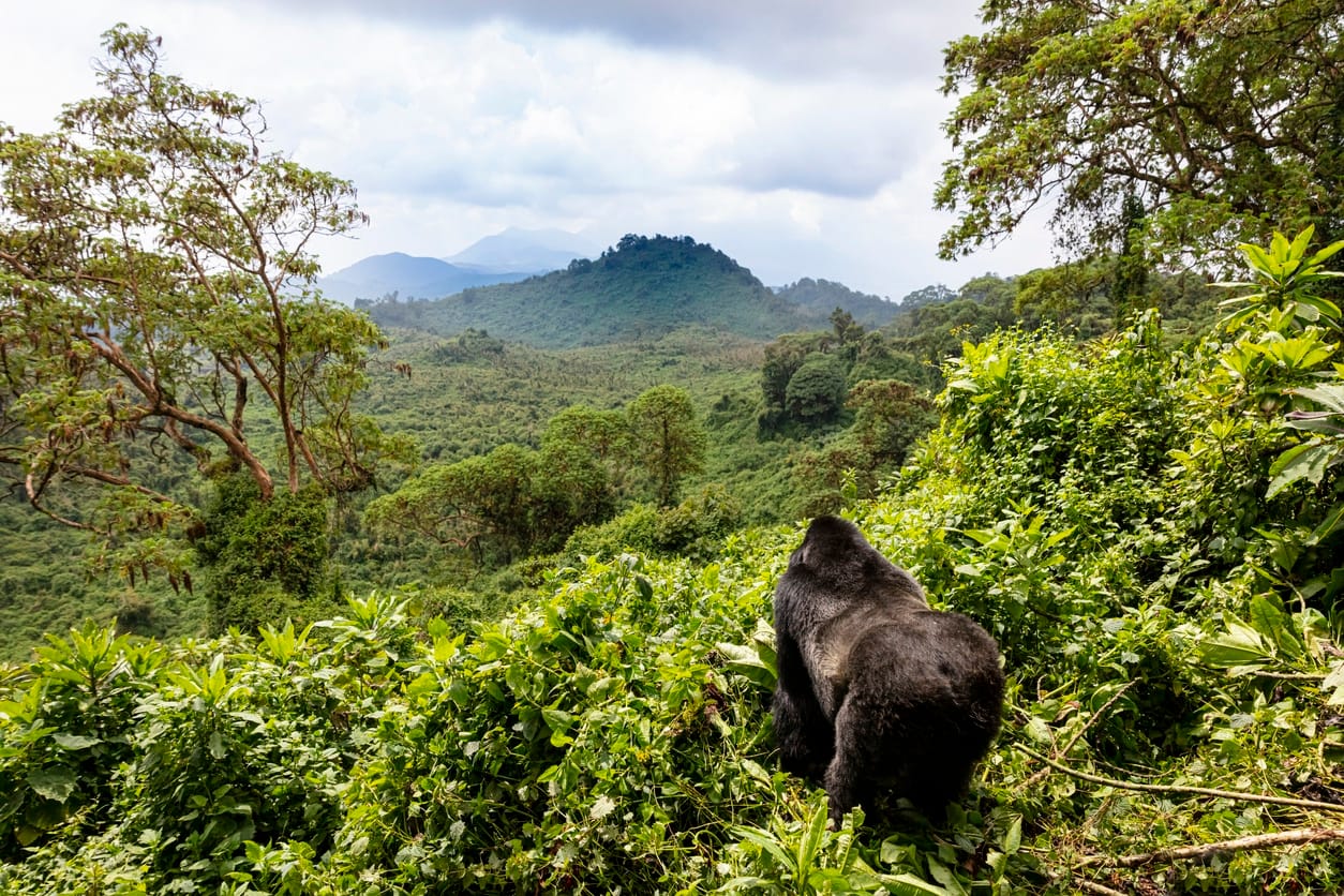 Tourists are increasingly looking to help conservation efforts. Photo: iStock-Dennis Stogsdill.