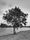 L’arbre et l’étang