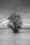 Eau, arbre, nuages