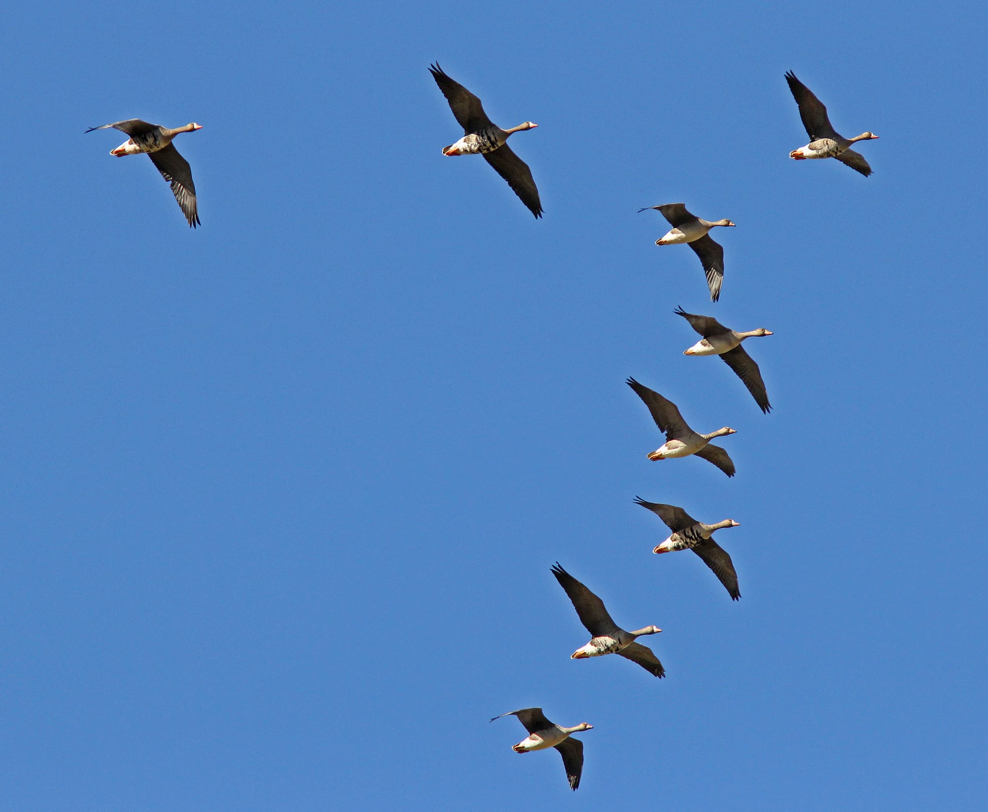 A V-Formation of geese against a bright blue sky.