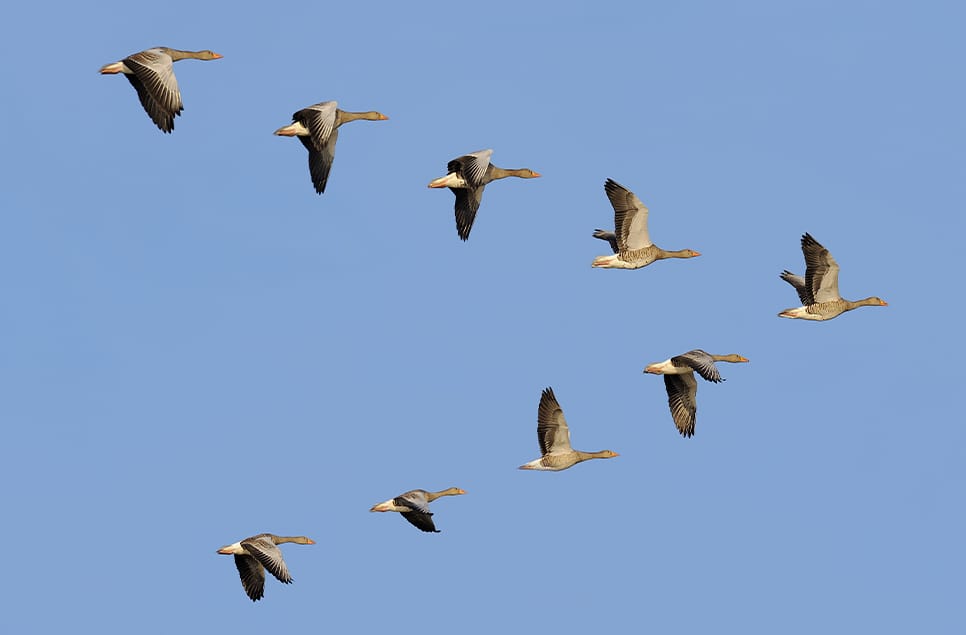 We Fly Together