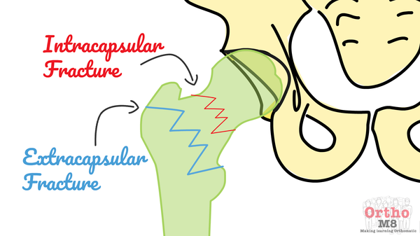 The Orthom8 newsletter - #1